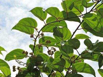 Actinidia latifolia, photographed by Jacy Chen