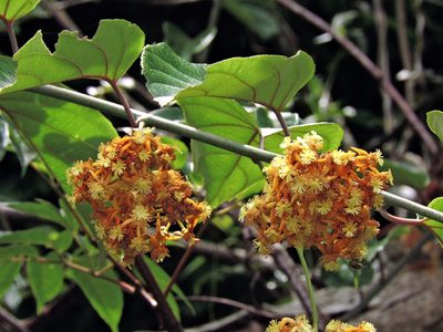 Actinidia latifolia, photographed by Jacy Chen