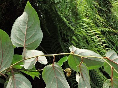 Actinidia latifolia