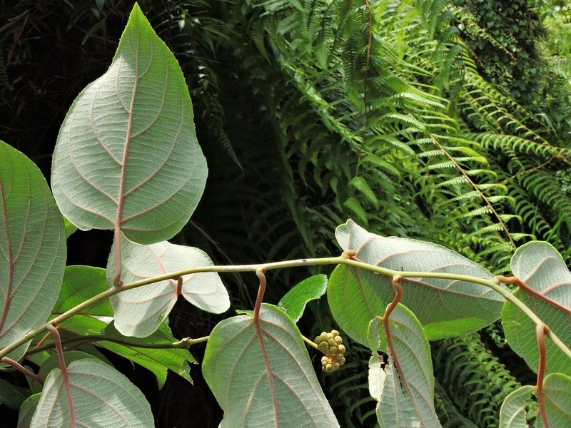 Actinidia latifolia, photographed by Jacy Chen