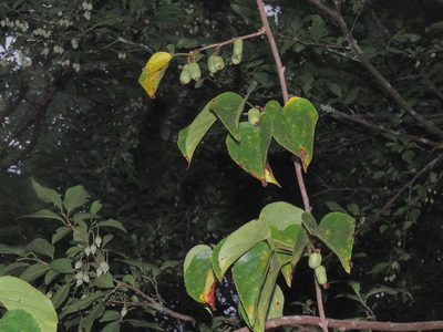 Actinidia arguta, photographed by Jacy Chen