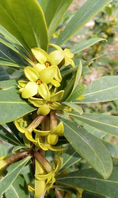 Daphne pseudomezereum, photographed by Takashi KOIKE