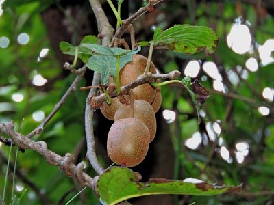 Actinidia rufa, photographed by Jacy Chen