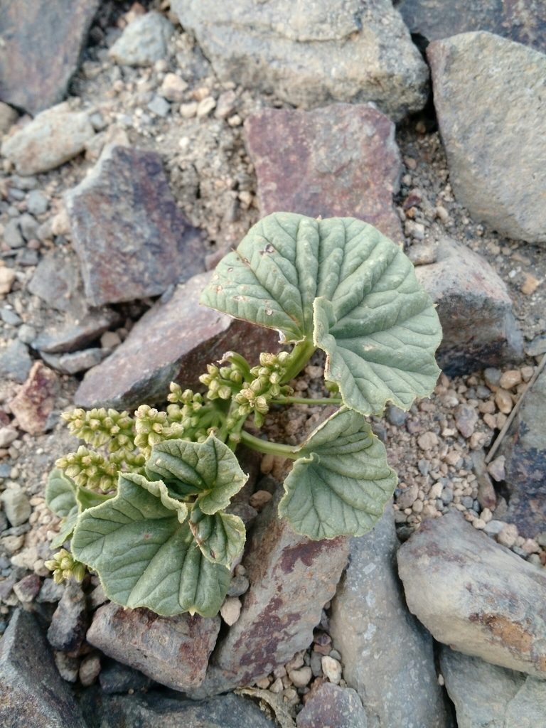 Dioscorea volckmannii, photographed by Nicolás Lavandero