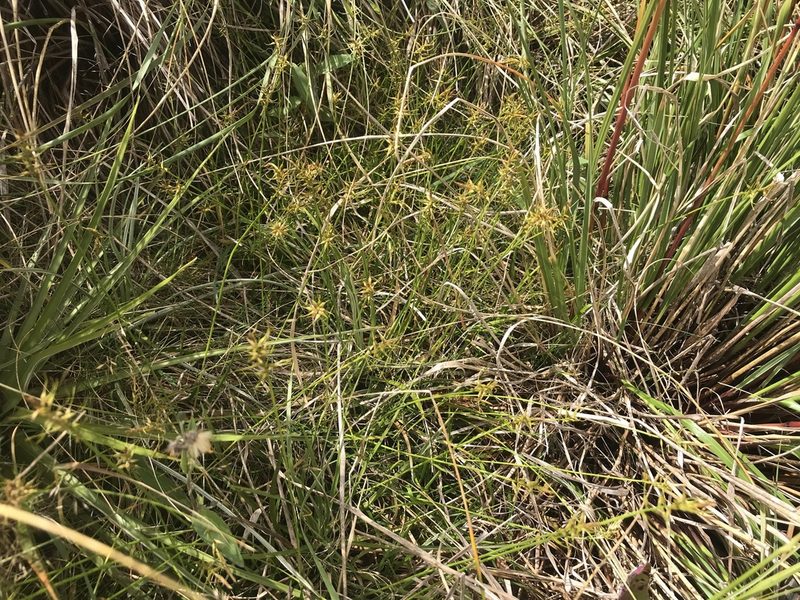 Carex edura, photographed by Pieter Pelser