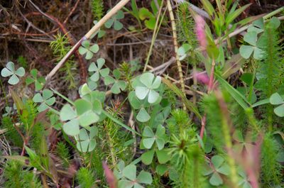 Marsilea drummondii, photographed by Terra Occ