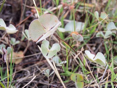 Marsilea drummondii, photographed by Terra Occ