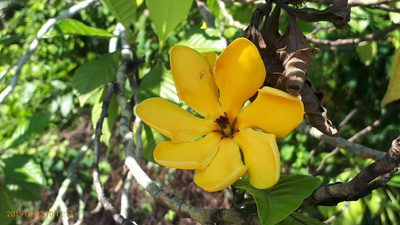 Gardenia carinata, photographed by Ong Jyh Seng