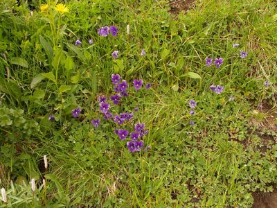 Viola altaica, photographed by Dmitriy Bochkov