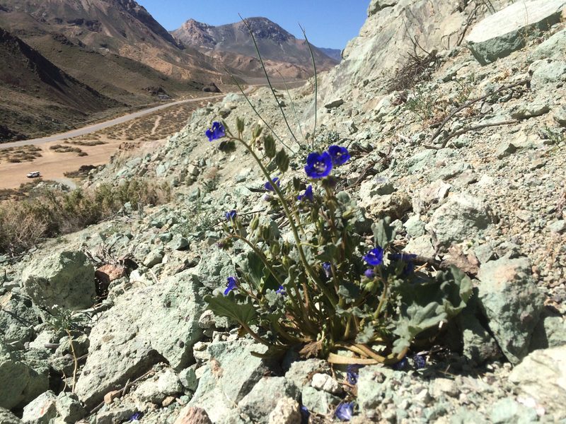 Phacelia nashiana, photographed by Steve Matson