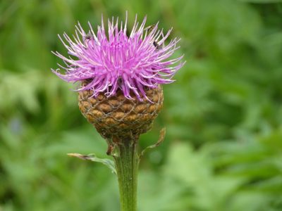 Leuzea carthamoides, photographed by Dmitriy Bochkov