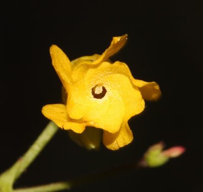 Hermannia confusa, photographed by Brian du Preez