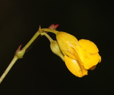 Hermannia confusa, photographed by Brian du Preez
