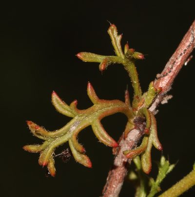 Hermannia confusa, photographed by Brian du Preez