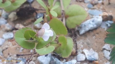 Vandellia diffusa, photographed by Ong Jyh Seng