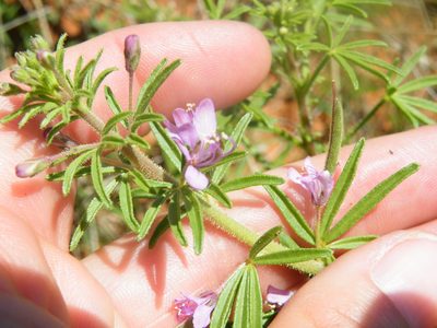 Cleome rubella, photographed by Antoinette Eyssell Knox