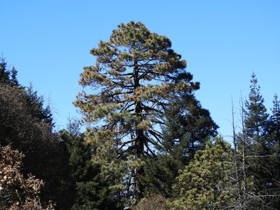 Pinus hartwegii, photographed by Leticia Jiménez Hernández