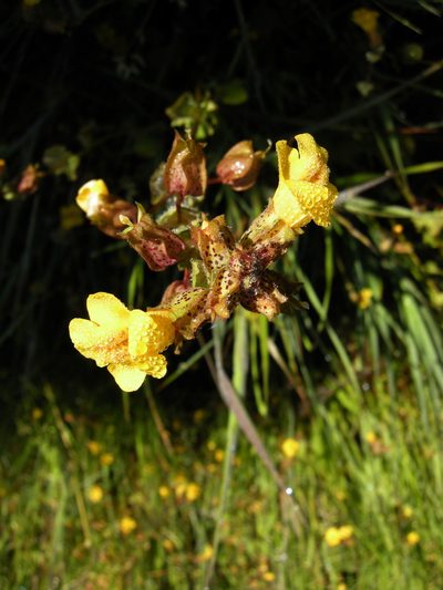 Erythranthe arvensis, photographed by Bob Dodge