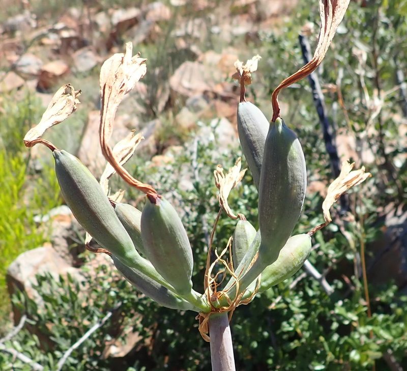Cyrtanthus obliquus, photographed by Nicola van Berkel