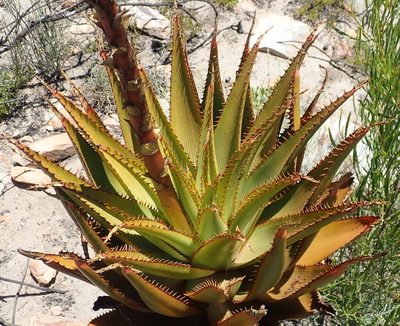 Aloe lineata, photographed by Nicola van Berkel