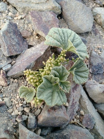 Dioscorea volckmannii, photographed by Nicolás Lavandero