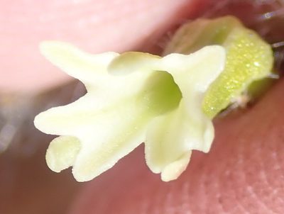 Holothrix pilosa, photographed by Nicola van Berkel