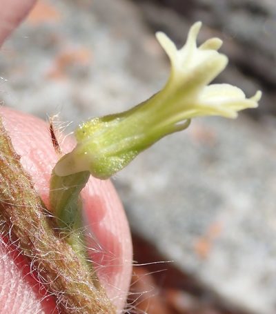 Holothrix pilosa, photographed by Nicola van Berkel