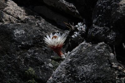 Syncarpha dykei, photographed by Tony Rebelo