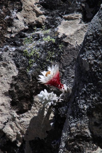 Syncarpha dykei, photographed by Tony Rebelo