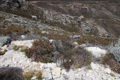 Cliffortia dregeana, photographed by Tony Rebelo