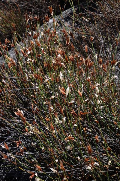 Elegia esterhuyseniae, photographed by Tony Rebelo