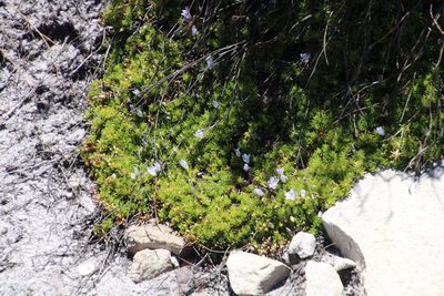 Prismatocarpus alpinus, photographed by Tony Rebelo