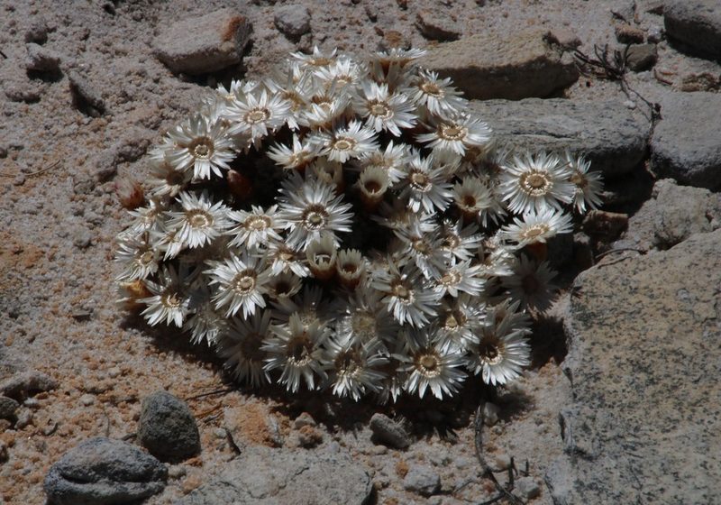 Helichrysum stoloniferum, photographed by Tony Rebelo