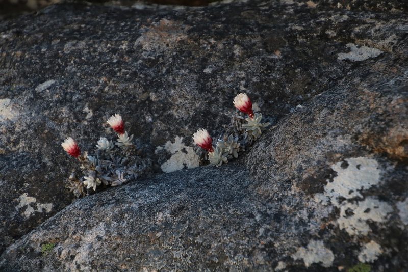 Syncarpha dykei, photographed by Tony Rebelo