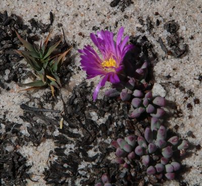 Esterhuysenia alpina, photographed by Tony Rebelo