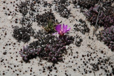 Esterhuysenia alpina, photographed by Tony Rebelo
