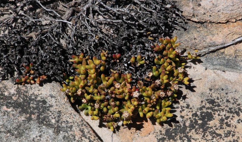 Esterhuysenia alpina, photographed by Tony Rebelo
