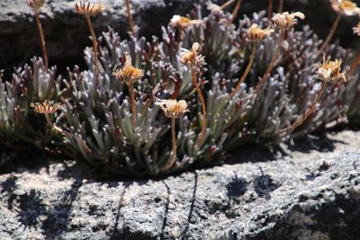 Euryops othonnoides, photographed by Tony Rebelo
