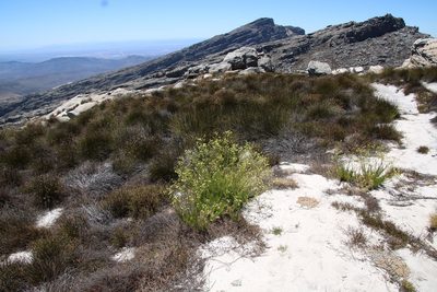 Senecio paniculatus, photographed by Tony Rebelo