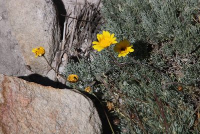 Ursinia sericea, photographed by Tony Rebelo