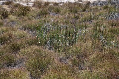 Askidiosperma insigne, photographed by Tony Rebelo