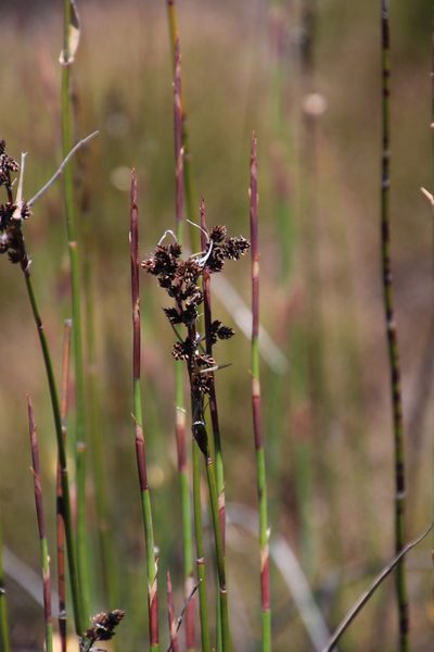 Askidiosperma insigne, photographed by Tony Rebelo