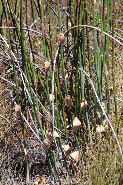 Askidiosperma insigne, photographed by Tony Rebelo