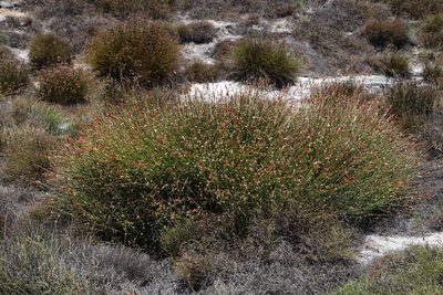 Elegia esterhuyseniae, photographed by Tony Rebelo