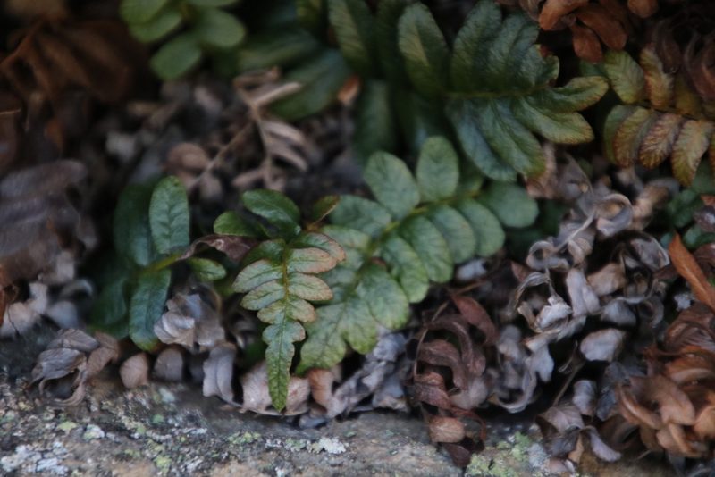 Lomaria inflexa, photographed by Tony Rebelo