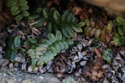 Lomaria inflexa, photographed by Tony Rebelo