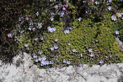Prismatocarpus alpinus, photographed by Tony Rebelo