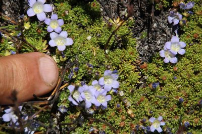 Prismatocarpus alpinus, photographed by Tony Rebelo