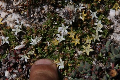 Wahlenbergia rubioides, photographed by Tony Rebelo