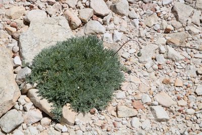 Ursinia sericea, photographed by Tony Rebelo